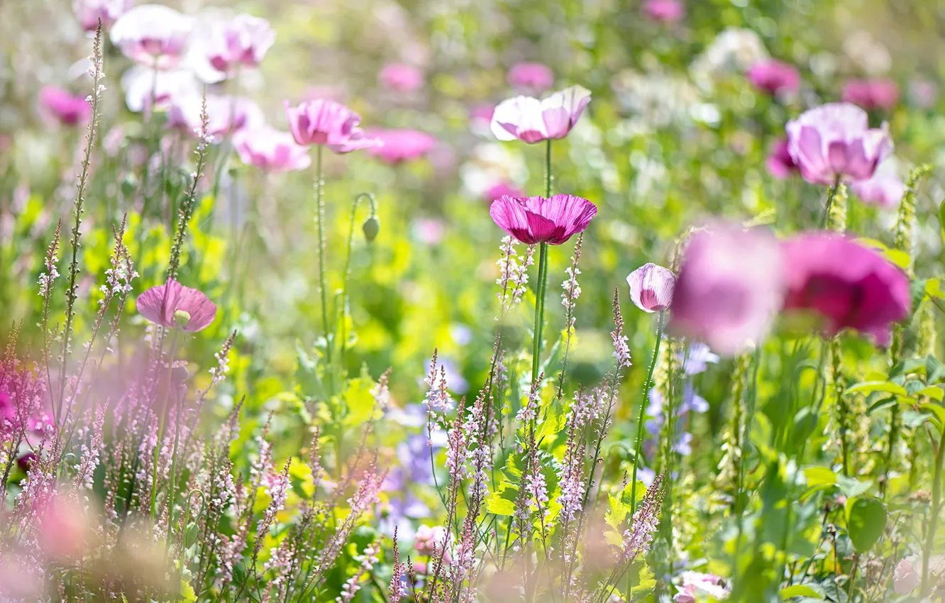 Photo wallpaper greens, field, summer, light, flowers, Maki, meadow, pink