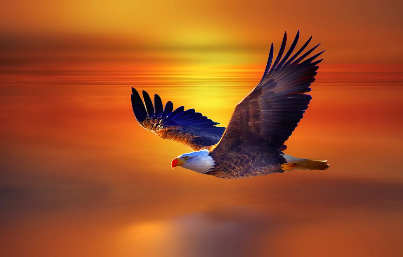 Photo wallpaper flight, sunset, eagle