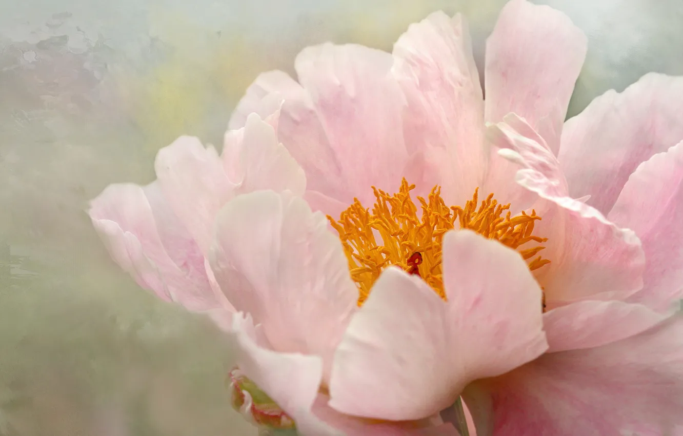 Photo wallpaper macro, pink, peonies