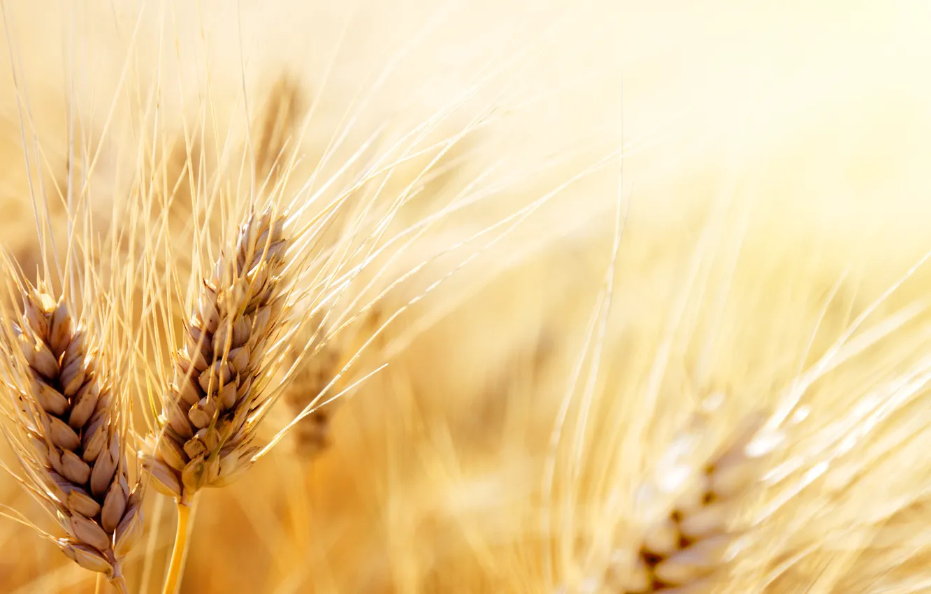 Photo wallpaper wheat, photo, grain, ear