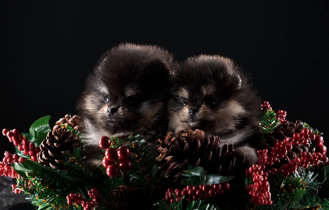 Photo wallpaper new year, puppies, two, Duo, decor, Spitz
