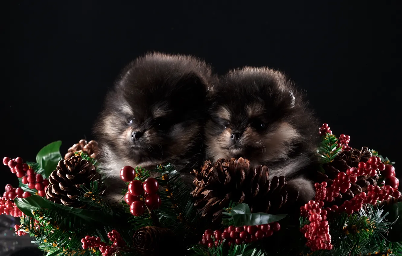 Photo wallpaper new year, puppy, two, Duo, decor, Spitz