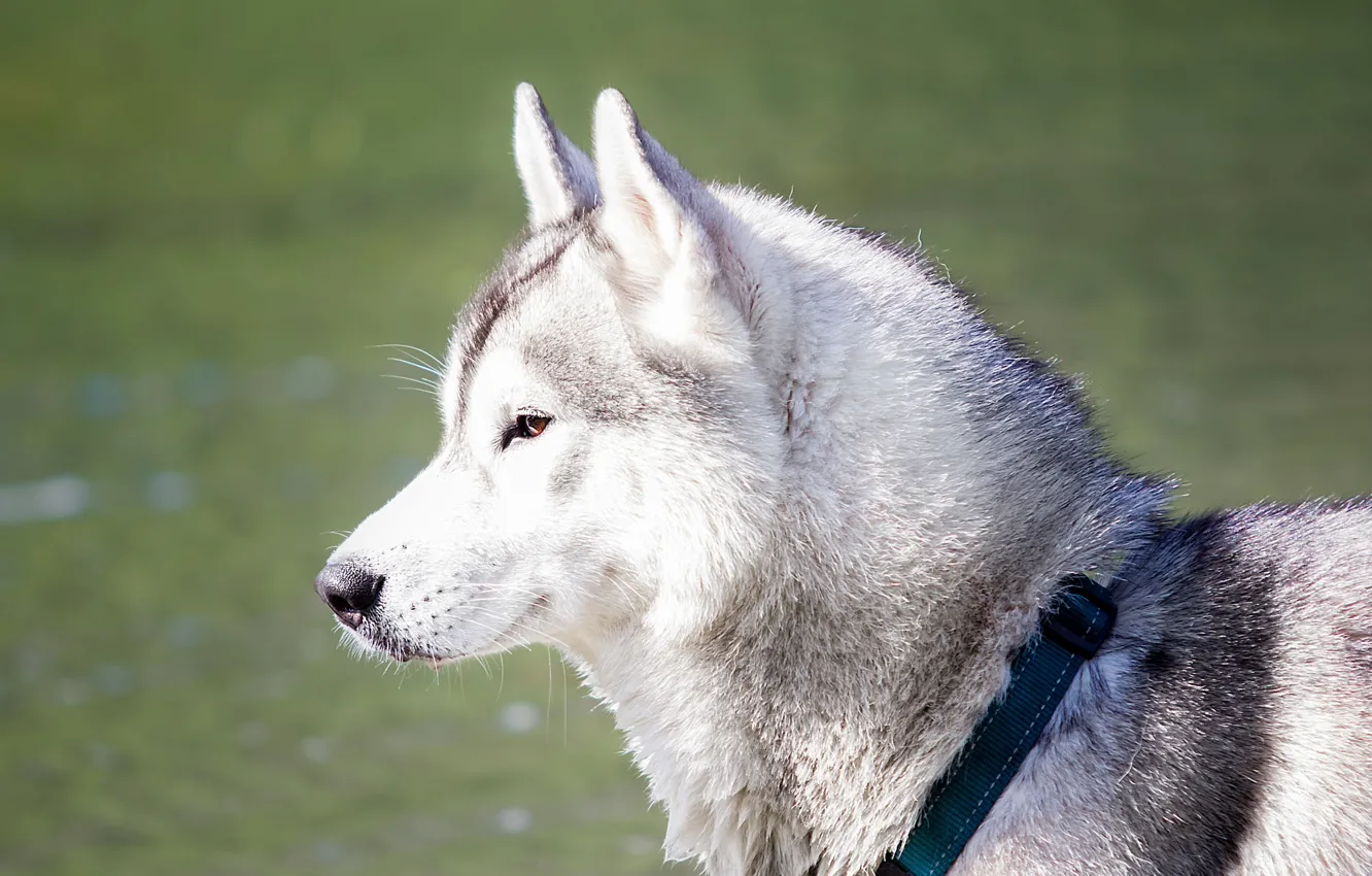 Photo wallpaper dream, dog, husky