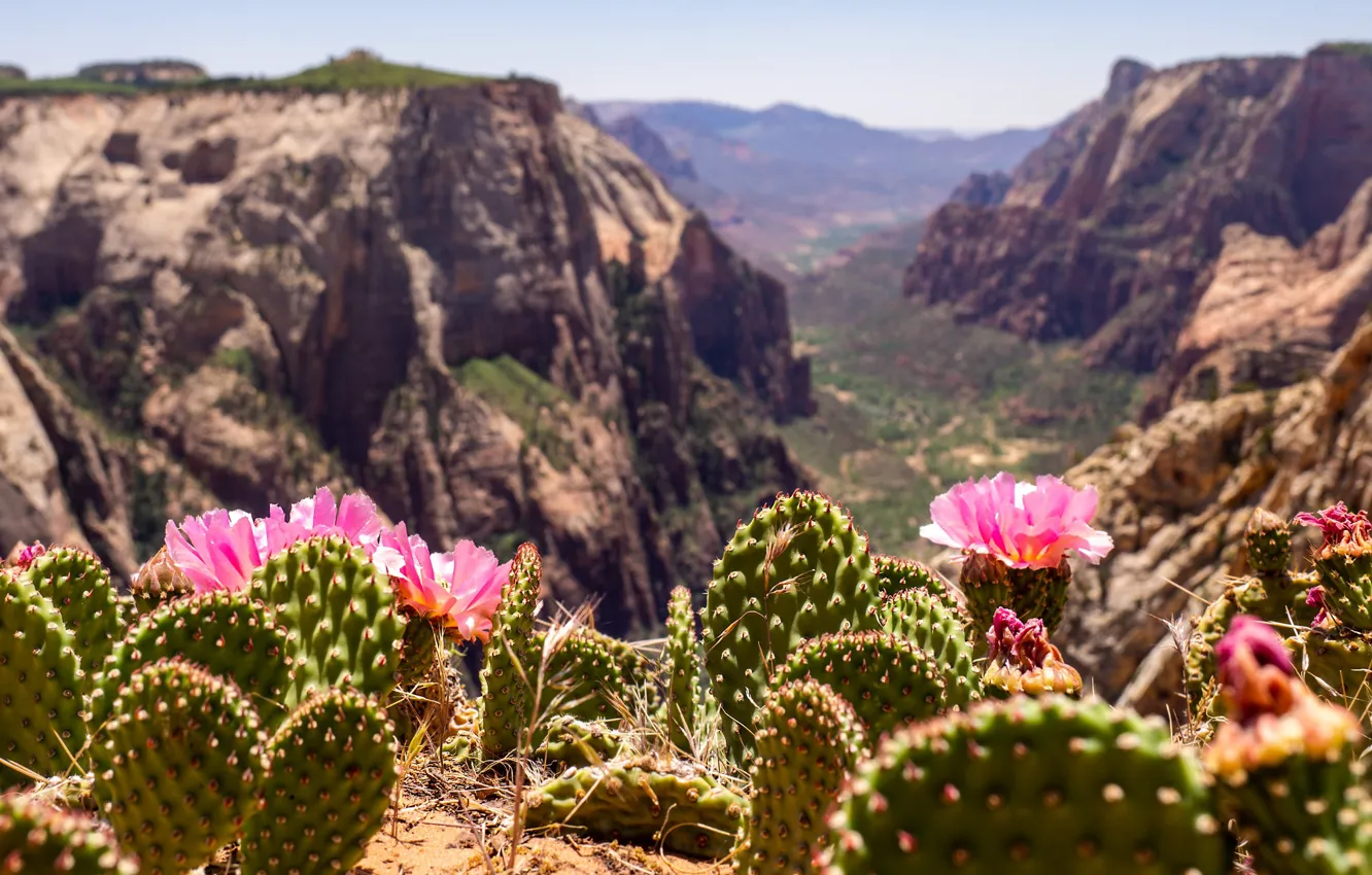 Photo wallpaper landscape, flowers, mountains, nature, valley, cacti, Utah, USA