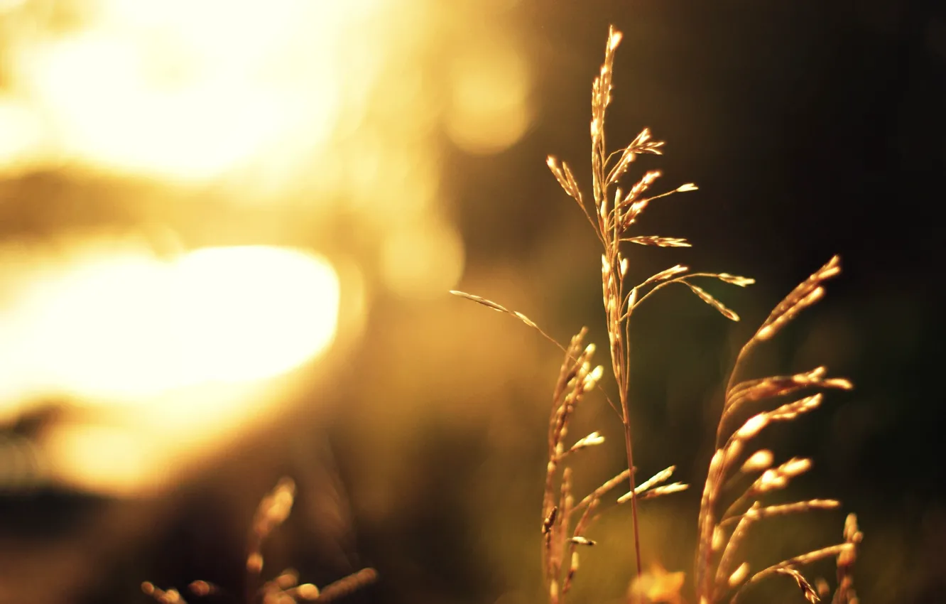 Photo wallpaper grass, the sun, light, plant, blur, stem, bokeh