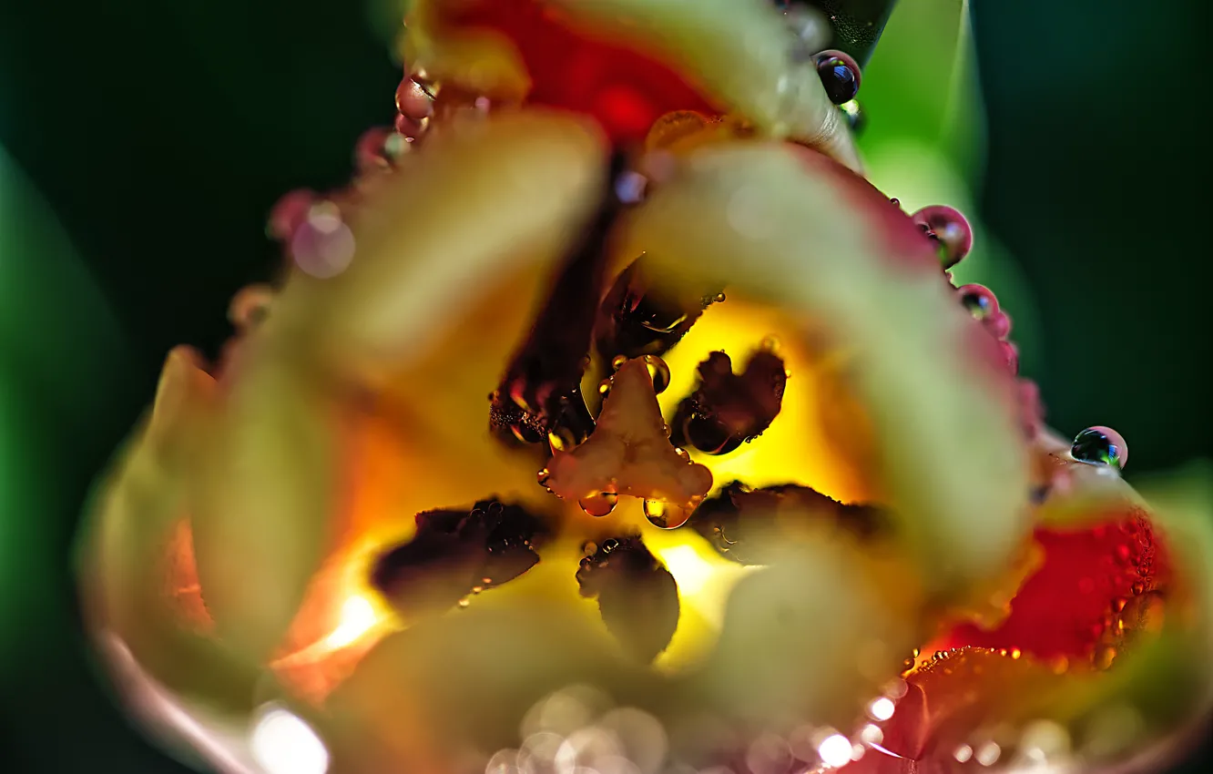 Photo wallpaper macro, flowers, petals, stamens, tulips, bokeh