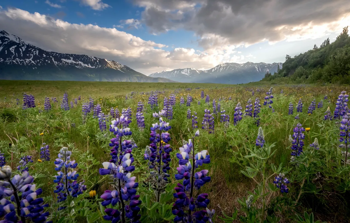 Photo wallpaper field, summer, flowers, mountains