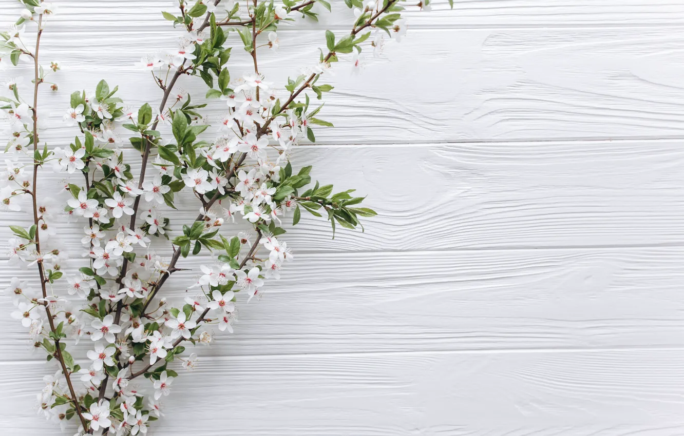 Photo wallpaper flowers, branches, apple, spring, white, white, Apple, wood