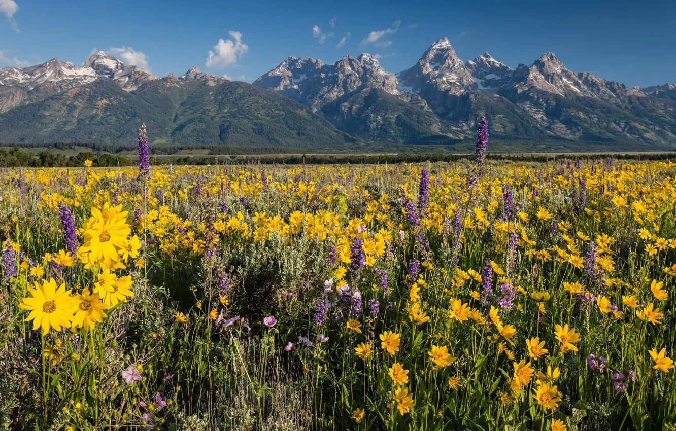 Photo wallpaper greens, field, summer, the sky, leaves, clouds, landscape, flowers