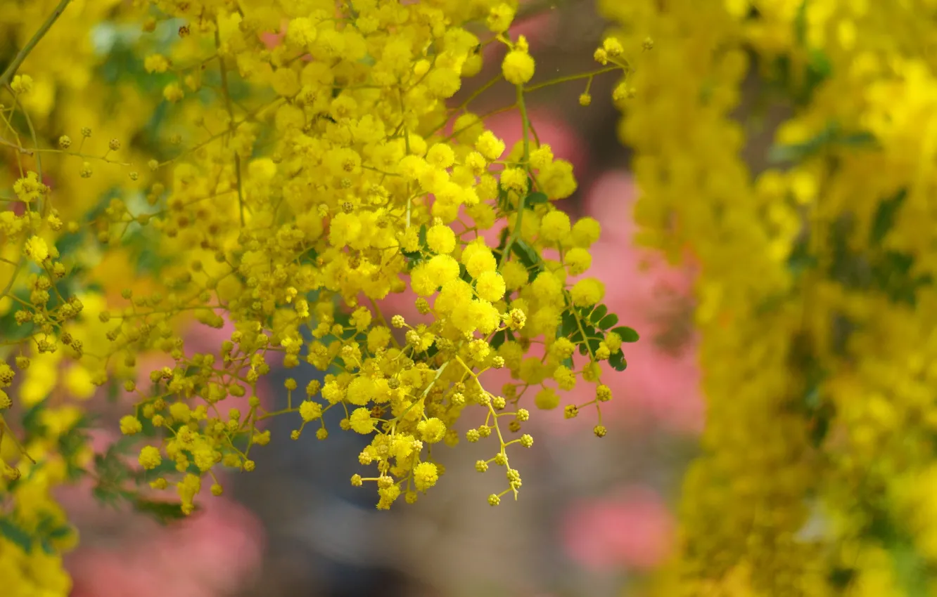 Photo wallpaper tree, spring, yellow, flowering, flowers, acacia
