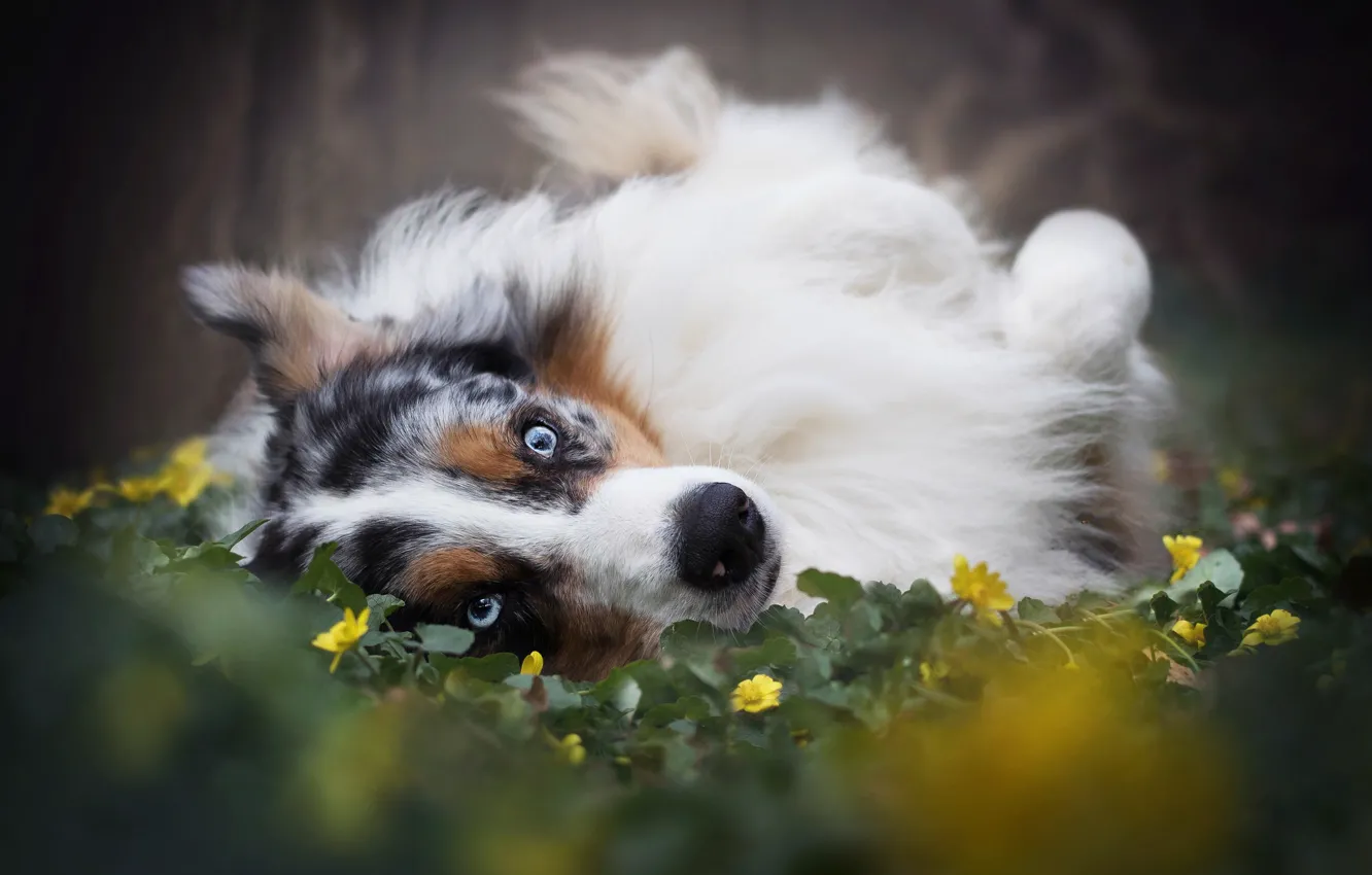 Photo wallpaper face, flowers, Australian shepherd, Aussie