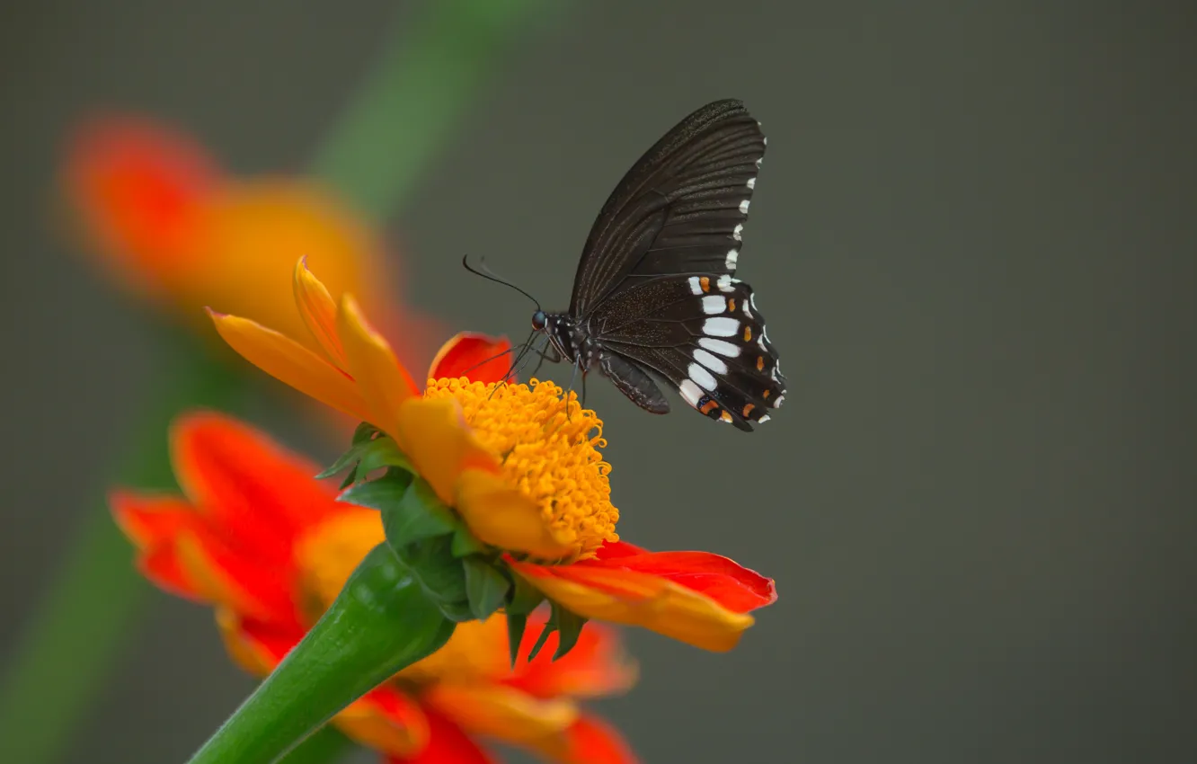 Photo wallpaper macro, flowers, butterfly