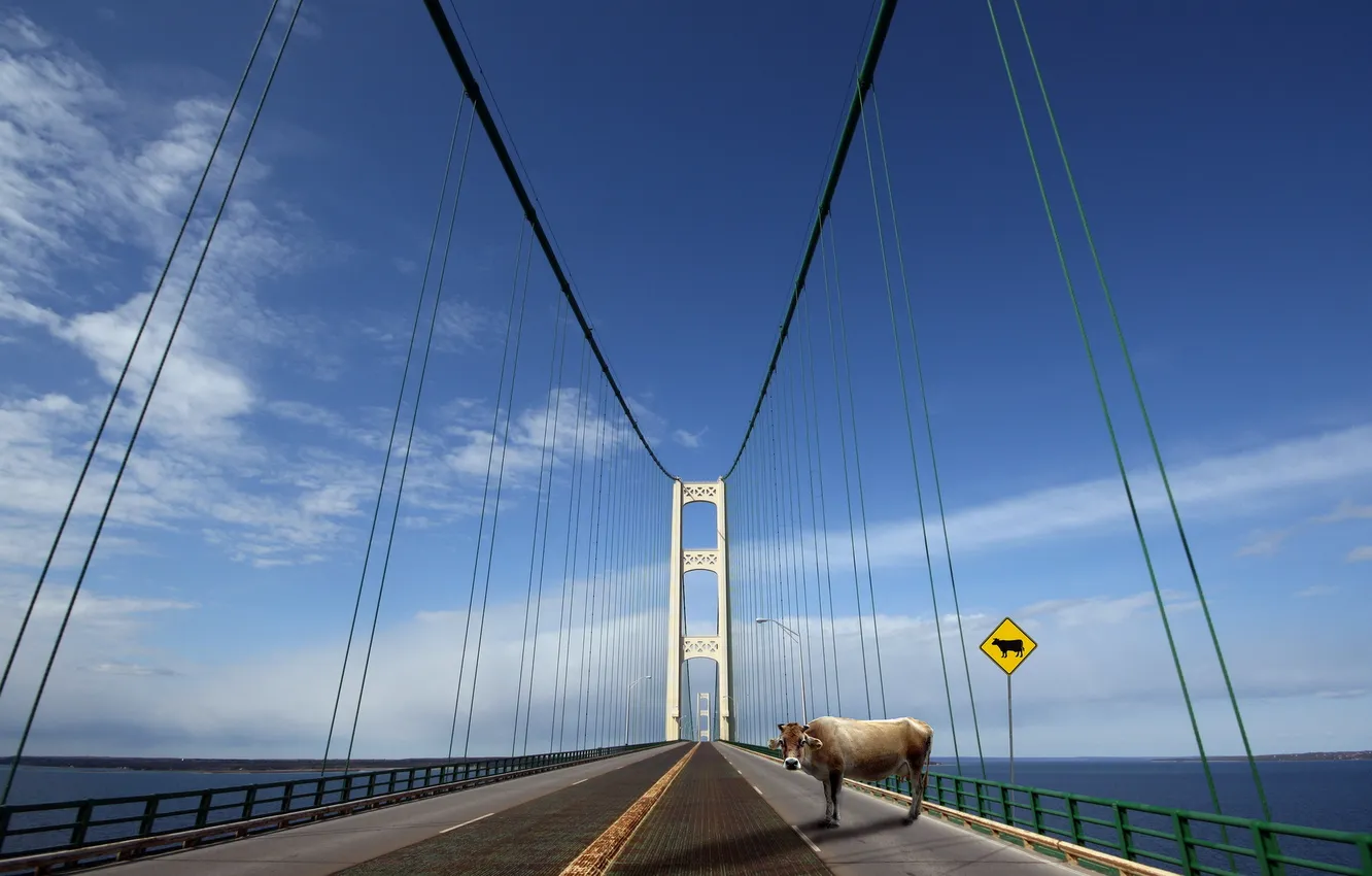 Photo wallpaper Cow crossing, mackinac bridge, get out of the way