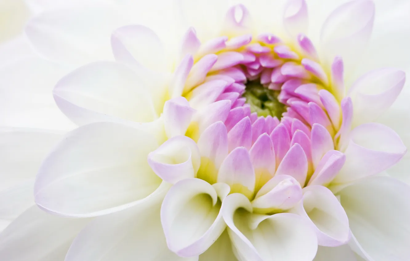 Photo wallpaper white, flower, lilac, chrysanthemum