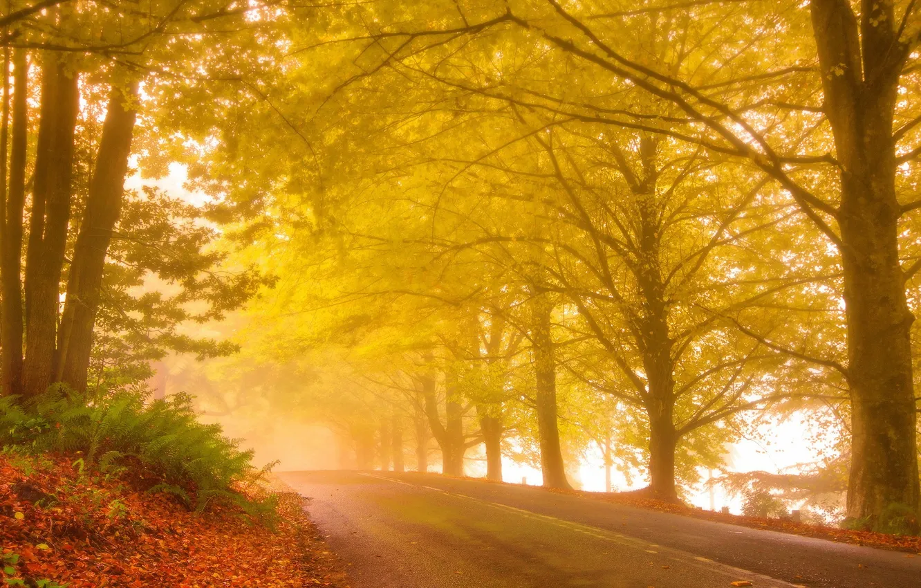 Photo wallpaper road, autumn, forest