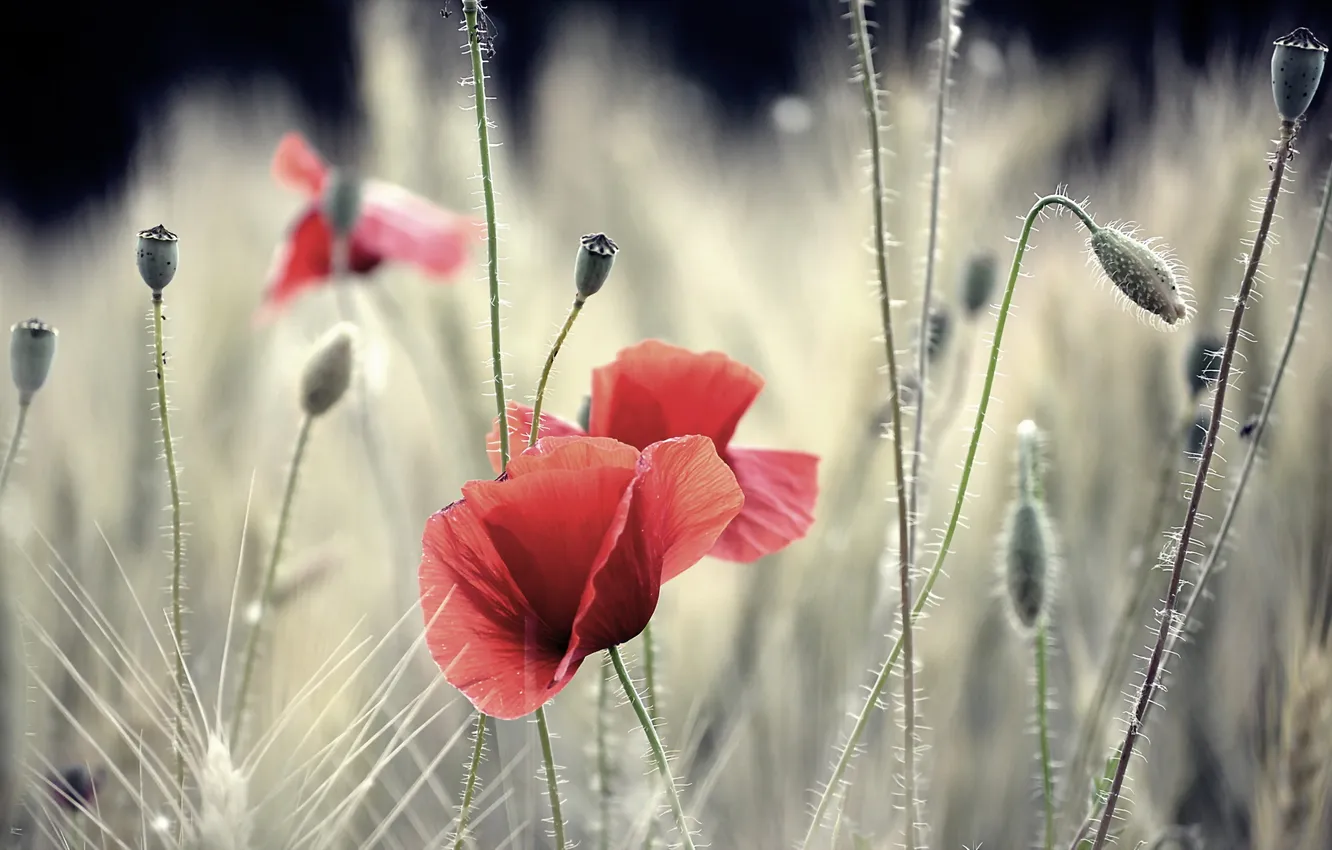 Photo wallpaper summer, nature, Maki