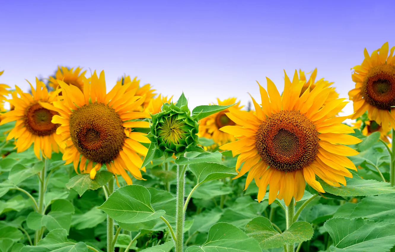 Photo wallpaper field, the sky, leaves, sunflowers, flowers, petals