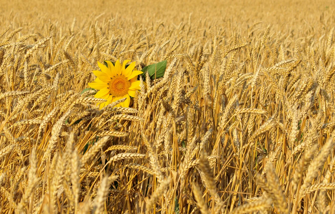 Photo wallpaper field, the wind, sunflower, ears