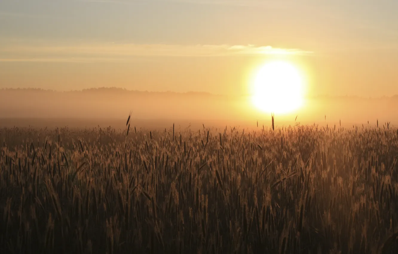 Photo wallpaper wheat, field, the sky, the sun, light, landscape, nature, dawn