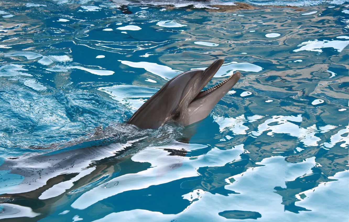 Photo wallpaper sea, animal, dolphins