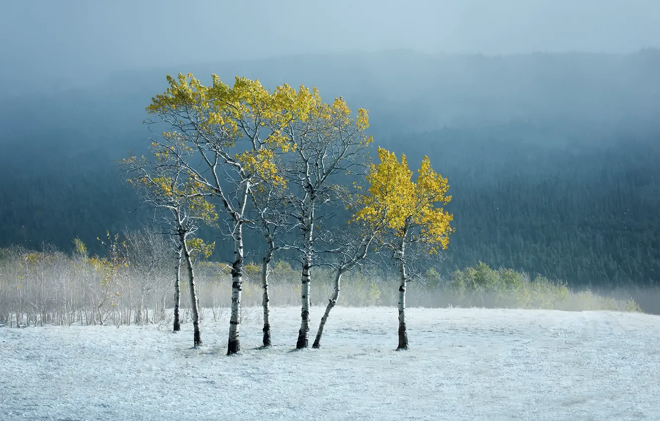 Photo wallpaper nature, fog, birch