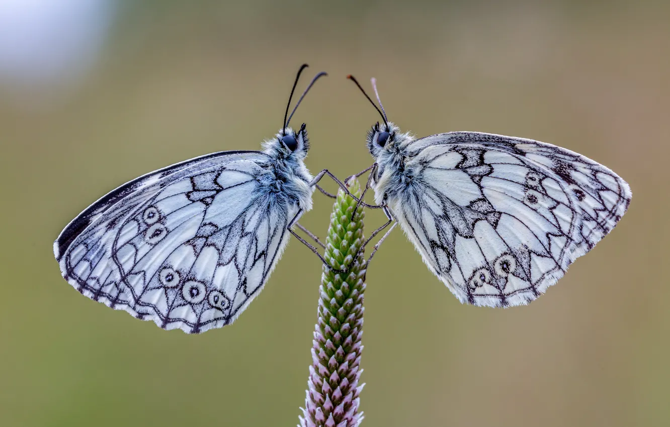 Photo wallpaper butterfly, pair, Galatea