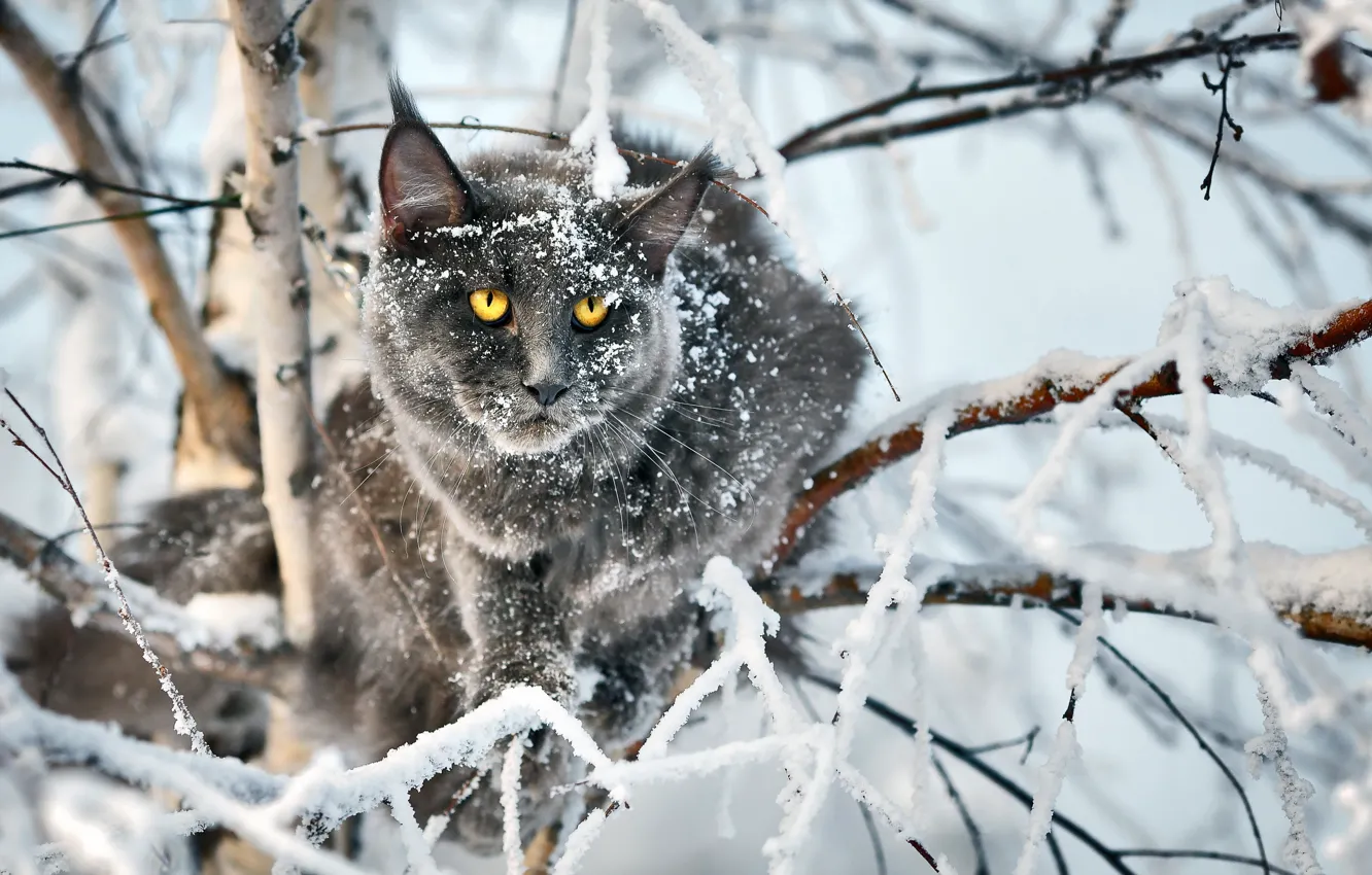 Photo wallpaper cat, look, background