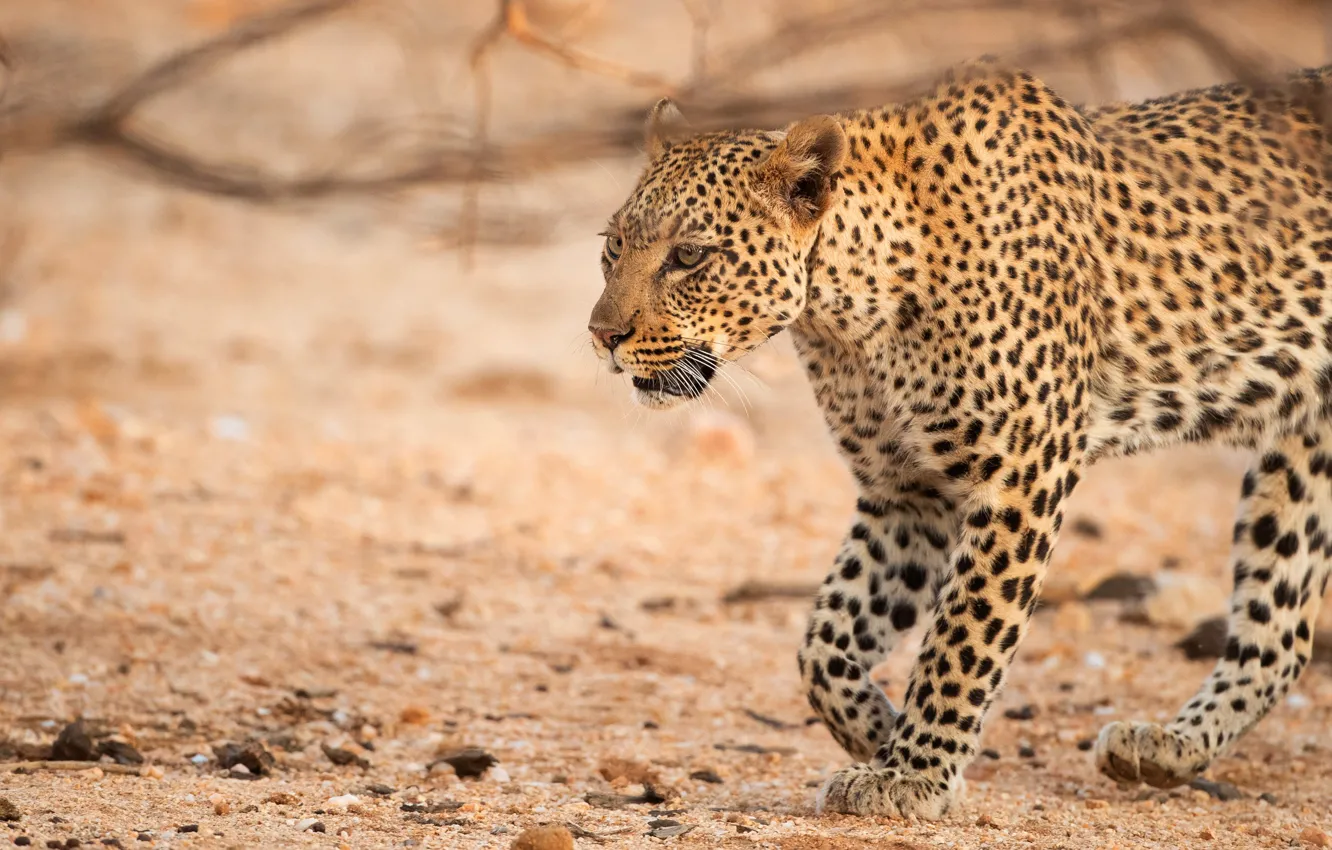 Photo wallpaper look, face, nature, leopard, walk