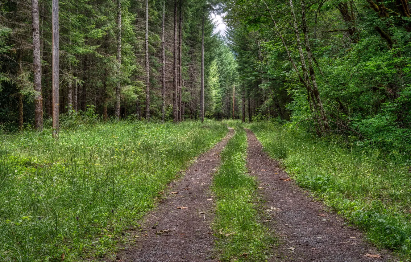 Photo wallpaper road, forest, summer