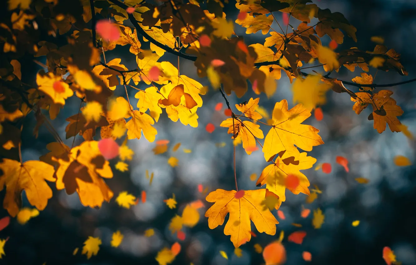 Photo wallpaper autumn, branches, maple, yellow leaves