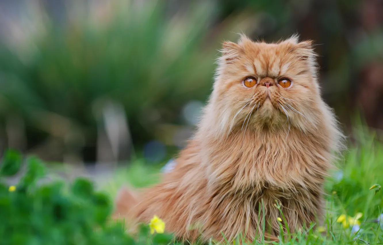 Photo wallpaper cat, red, Persian cat