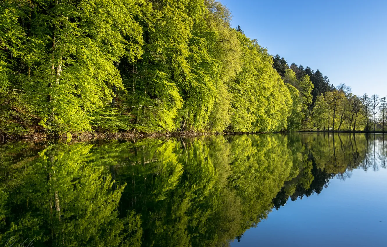 Photo wallpaper water, trees, landscape, nature, reflection, green