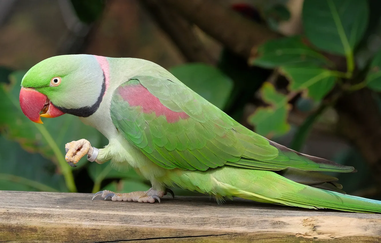 Photo wallpaper green, bird, parrot