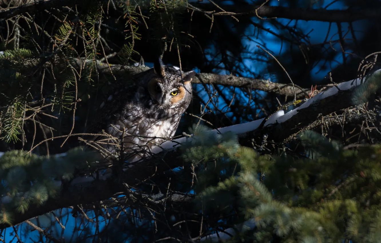 Photo wallpaper branches, owl, bird, owl