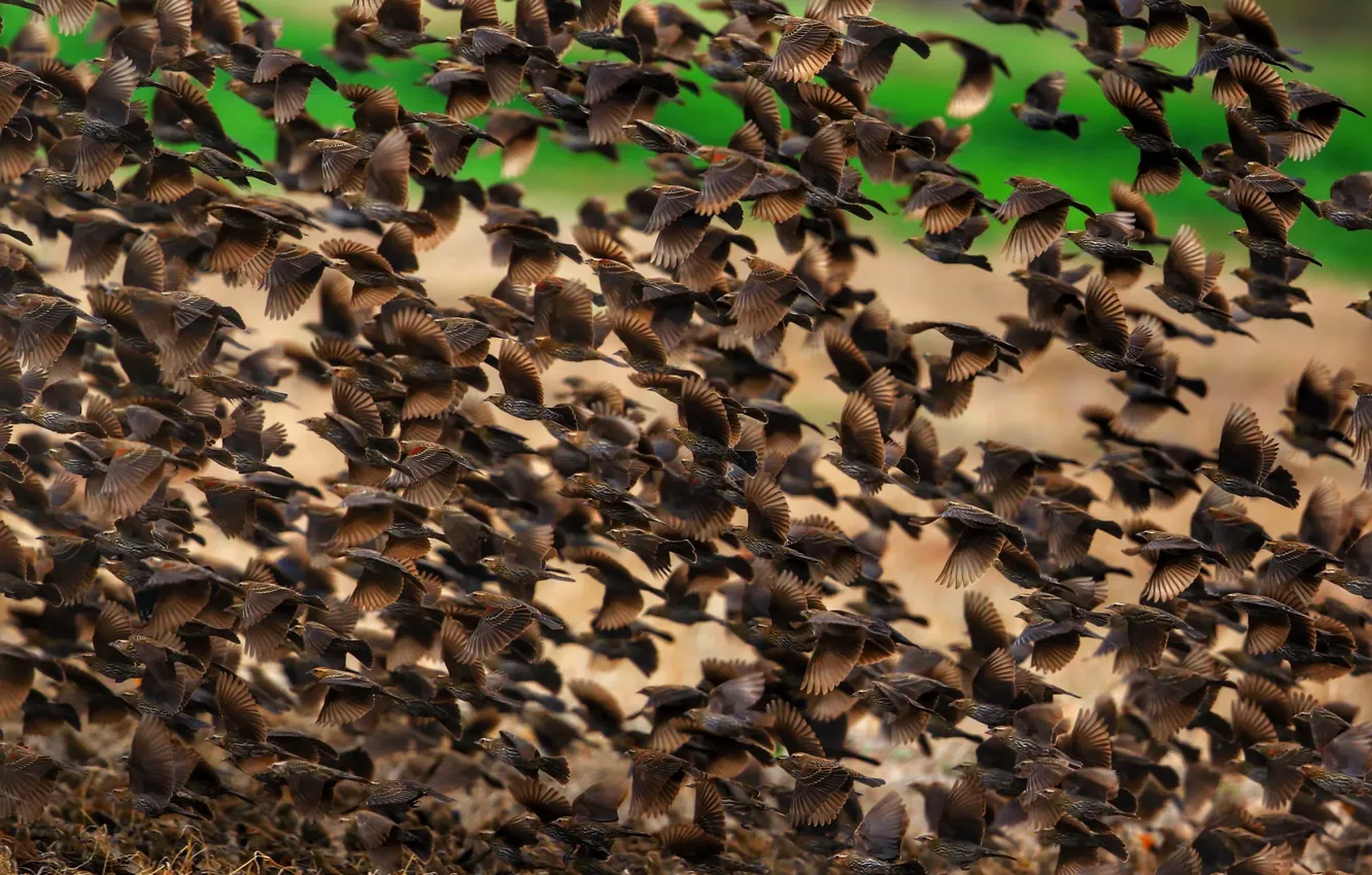 Photo wallpaper nature, bird, pack