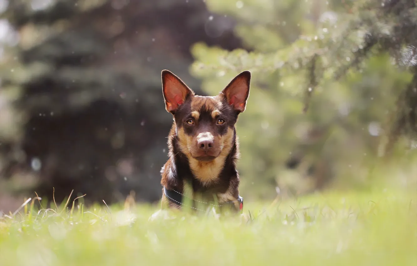 Photo wallpaper background, each, dog, ate