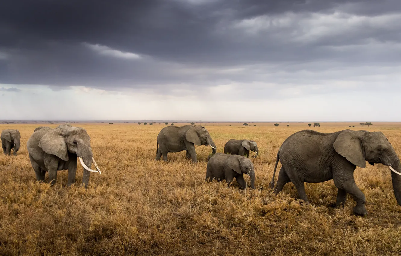 Photo wallpaper Africa, elephants, the herd, Tanzania, Serengeti National Park
