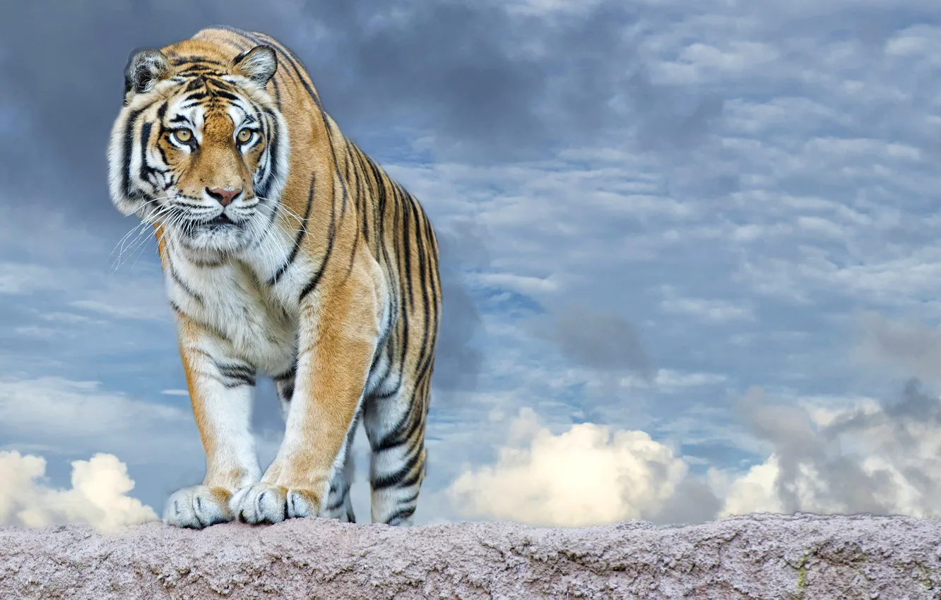 Photo wallpaper the sky, look, face, clouds, tiger, predator, paws, striped