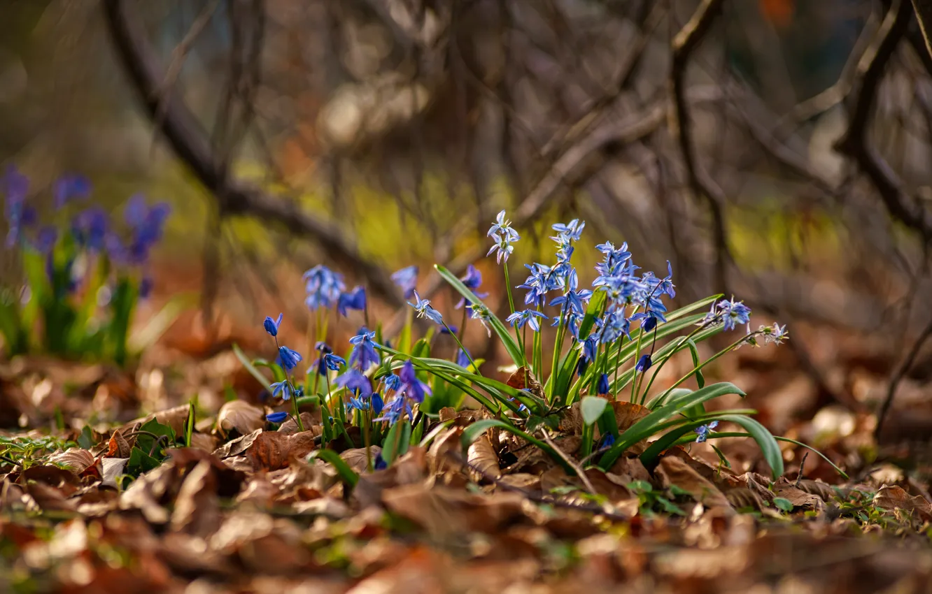 Photo wallpaper leaves, light, flowers, branches, blue, glade, spring, bokeh