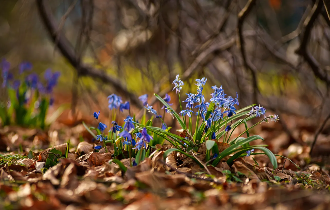 Photo wallpaper leaves, light, flowers, branches, glade, spring, blue, bokeh