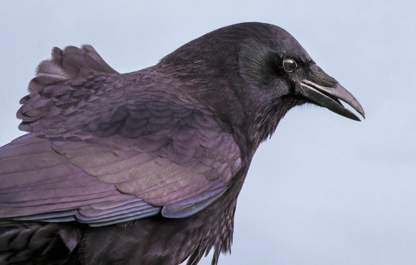 Photo wallpaper bird, beak, Raven