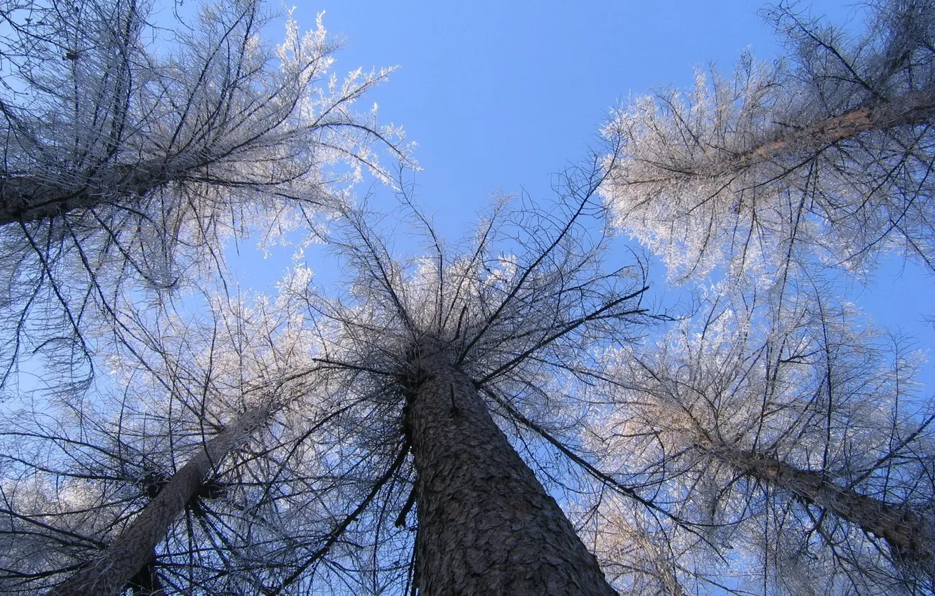 Photo wallpaper the sky, trees, nature, trunk