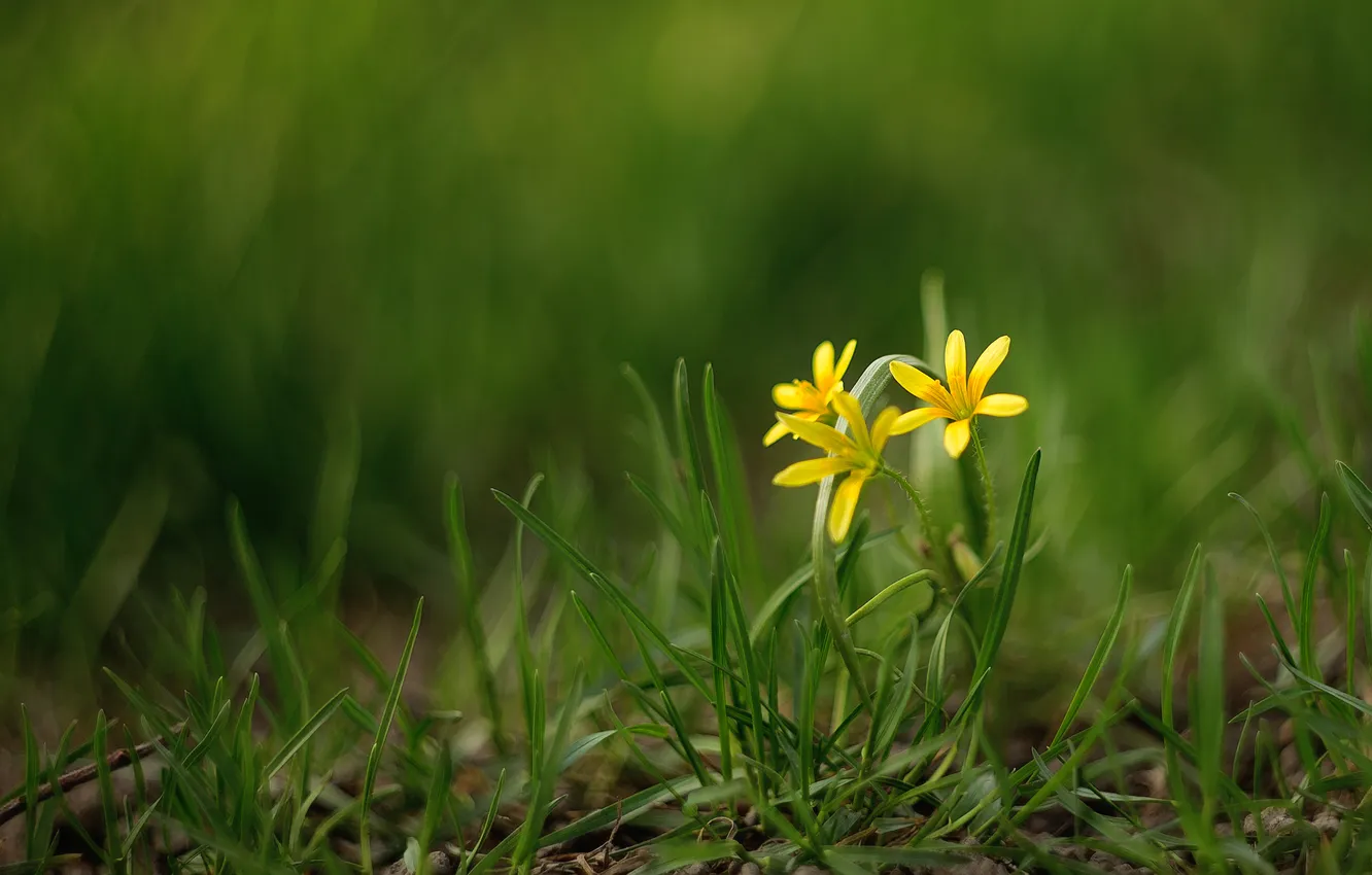 Photo wallpaper macro, bokeh, Gage, goose onions