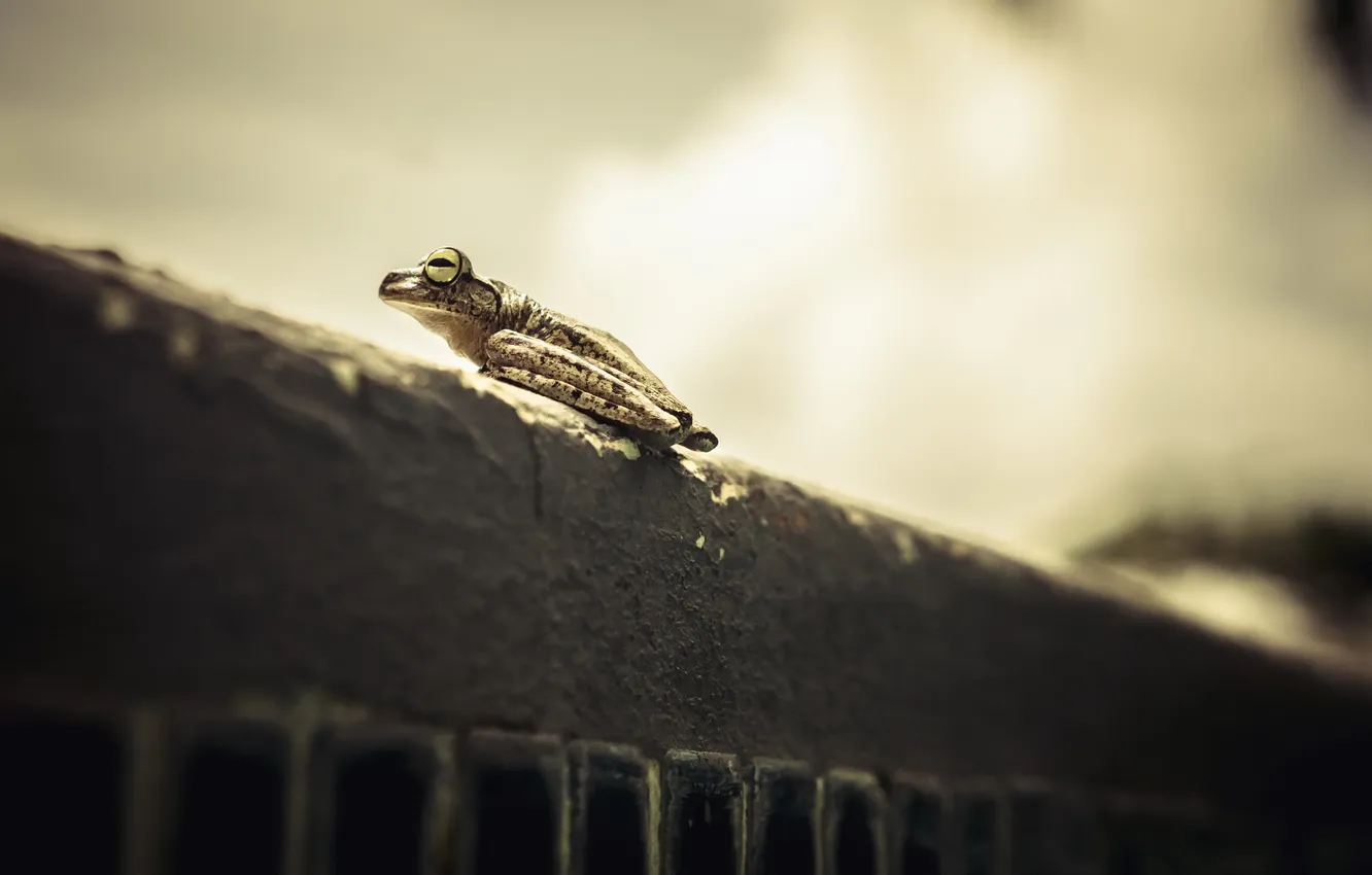 Photo wallpaper nature, background, frog