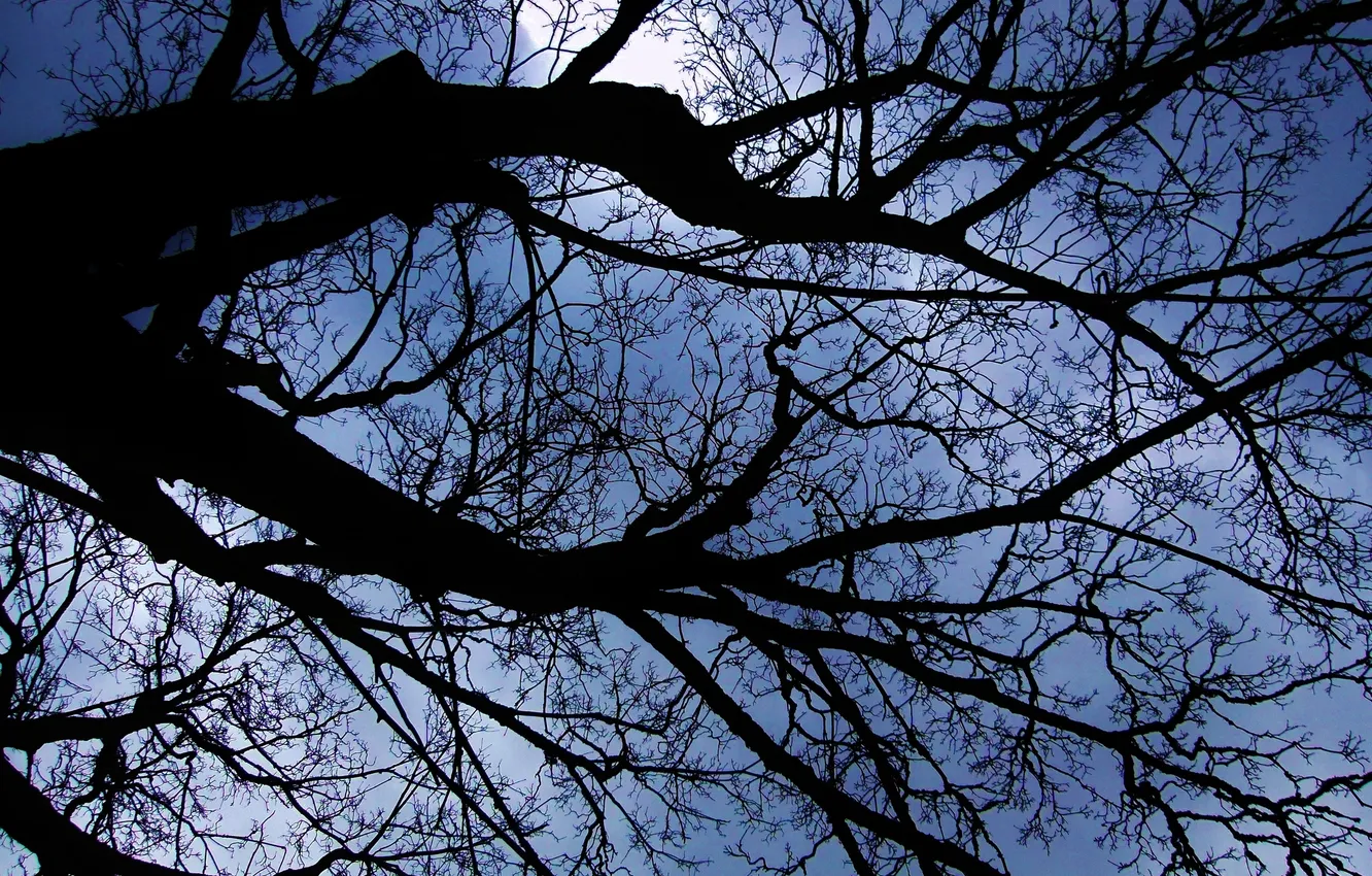 Photo wallpaper the sky, branches, nature, tree, slot