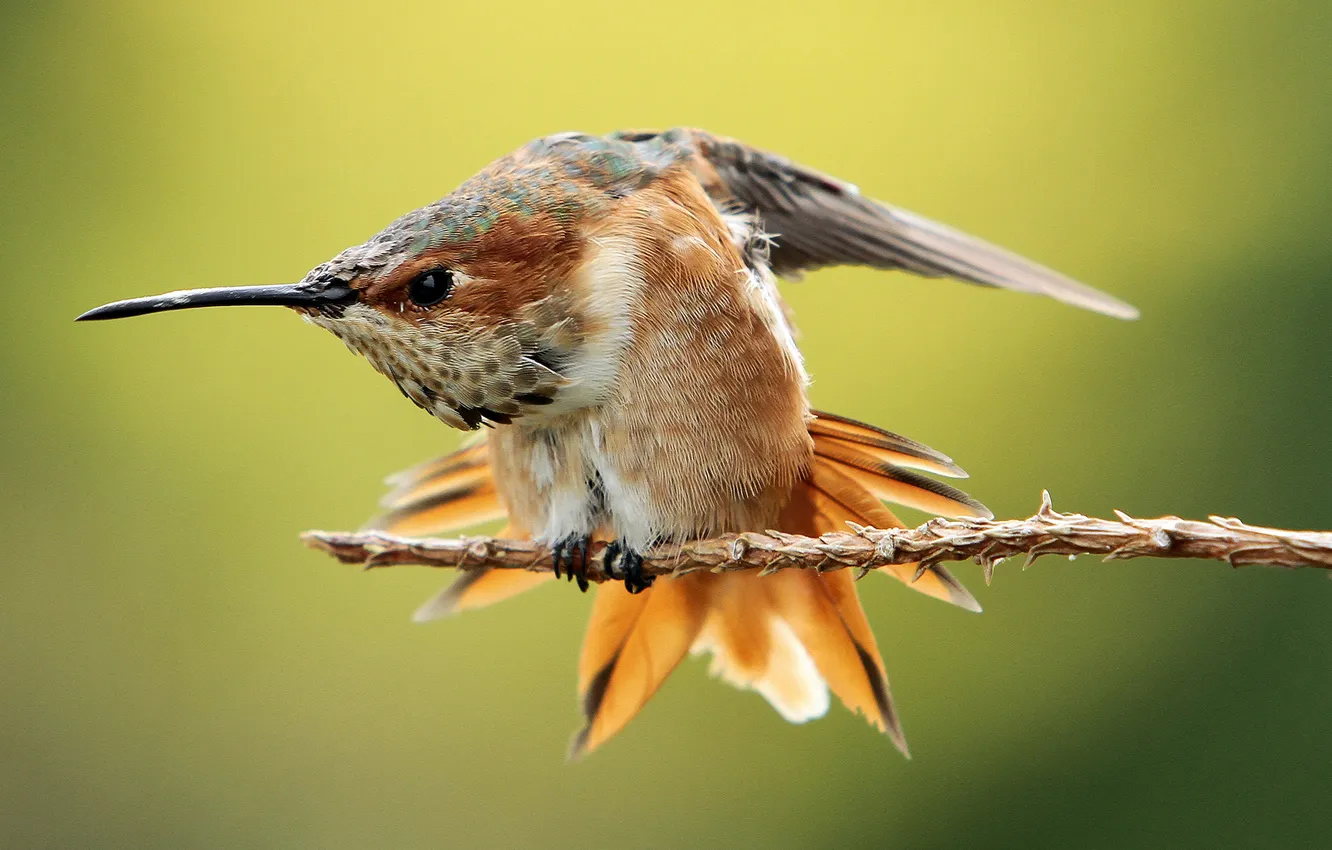 Photo wallpaper bird, branch, Hummingbird, tail