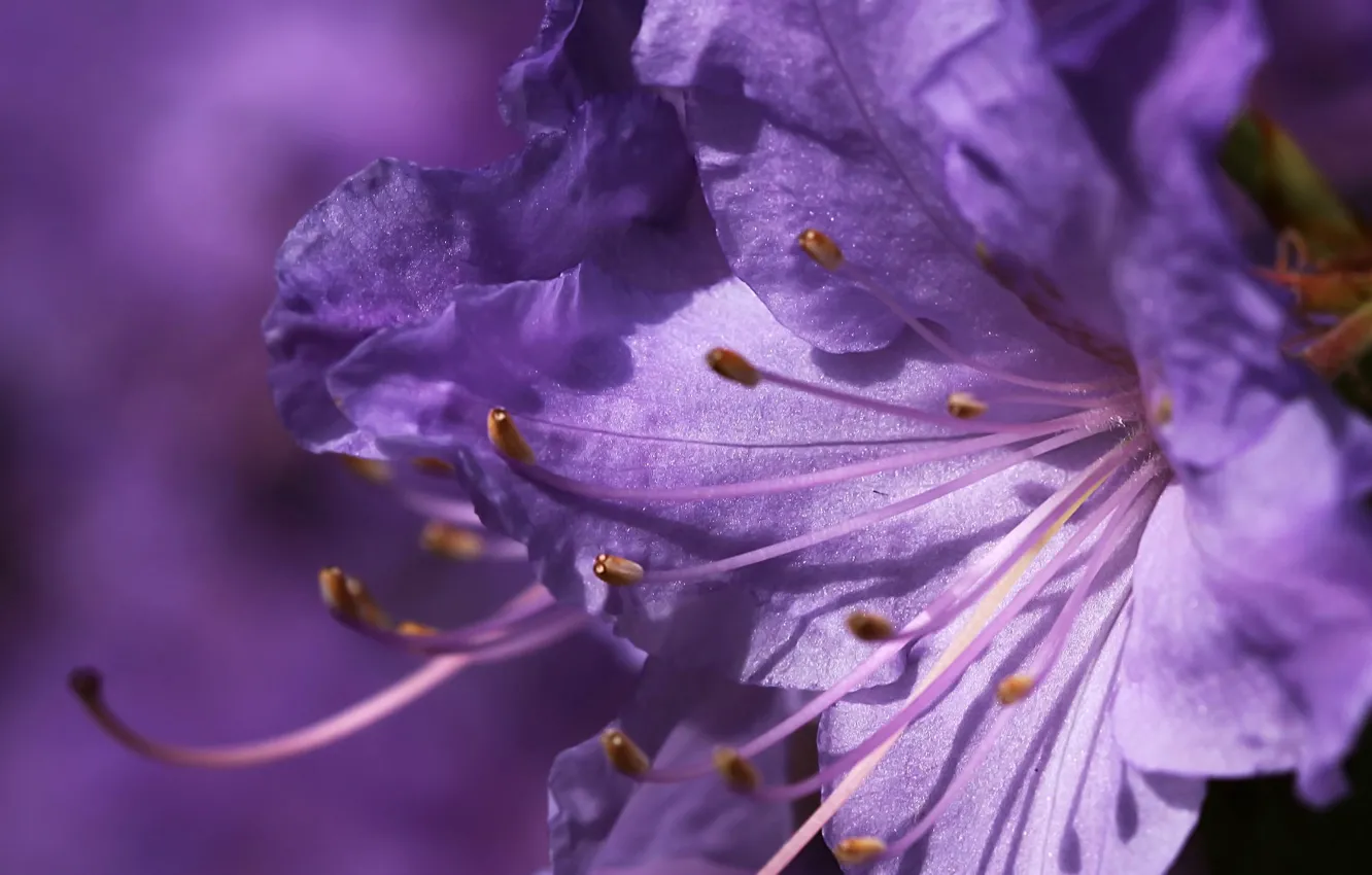 Photo wallpaper flower, macro, lilac