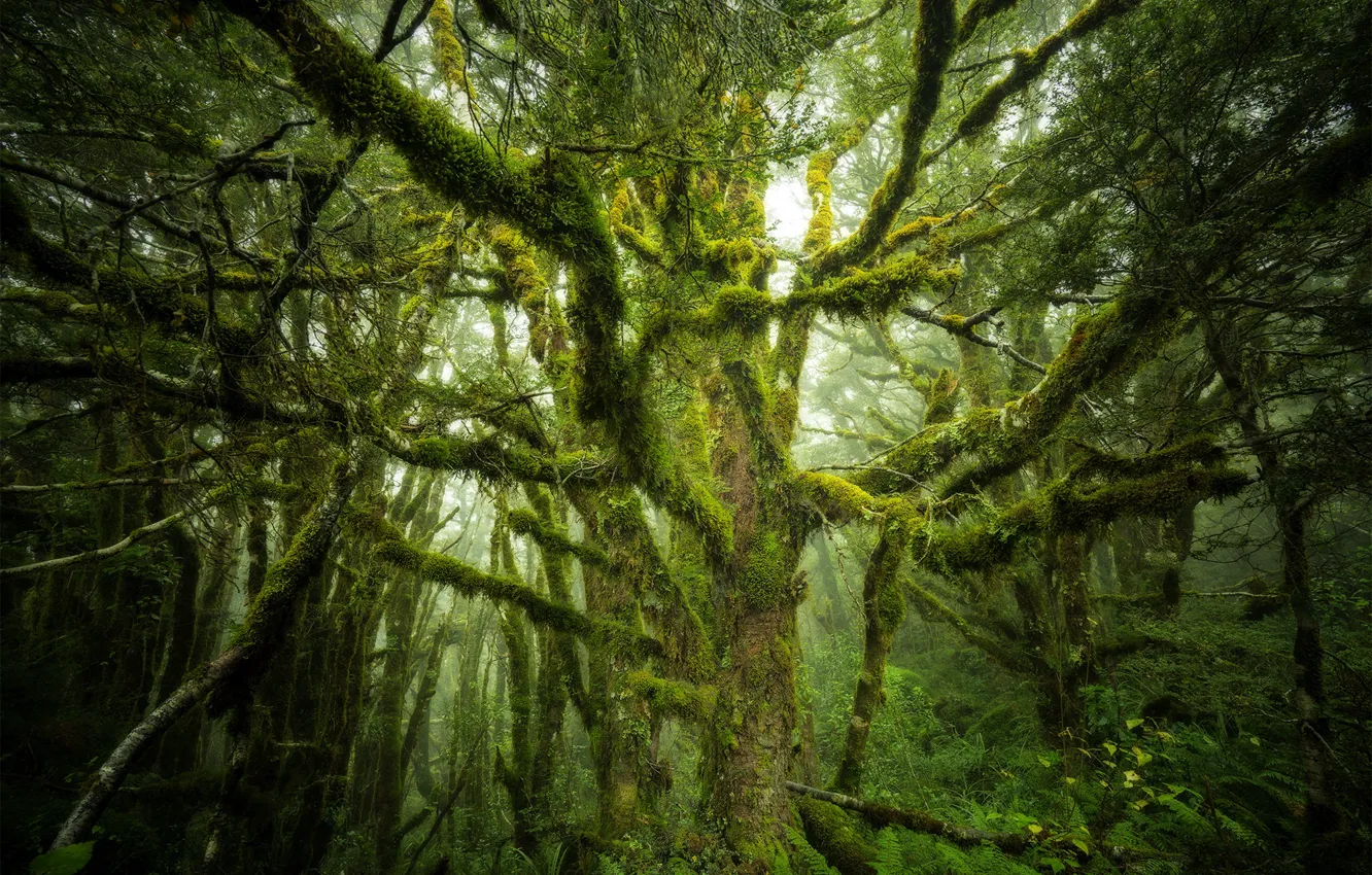 Photo wallpaper forest, branches, nature, tree, moss
