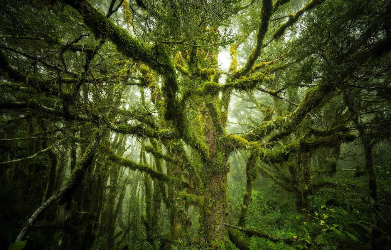 Photo wallpaper forest, trees, branches, nature, moss