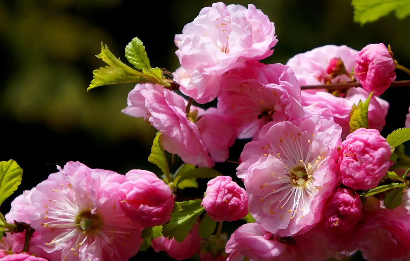 Photo wallpaper flower, spring, twig, blooming